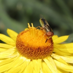 Odontomyia decipiens at Acton, ACT - 26 Feb 2021