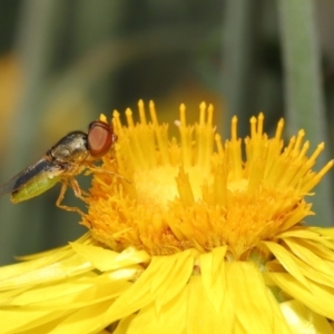 Odontomyia decipiens at Acton, ACT - 26 Feb 2021