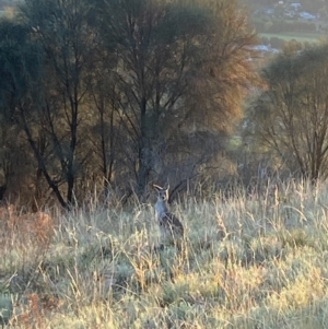 Macropus giganteus at Tuggeranong DC, ACT - 4 Mar 2021 07:13 AM