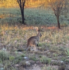 Macropus giganteus (Eastern Grey Kangaroo) at Tuggeranong DC, ACT - 4 Mar 2021 by RobDonza