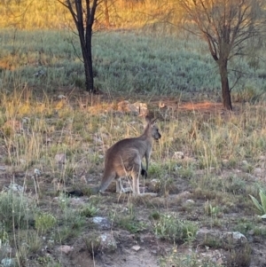 Macropus giganteus at Tuggeranong DC, ACT - 4 Mar 2021