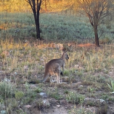 Macropus giganteus (Eastern Grey Kangaroo) at Tuggeranong DC, ACT - 4 Mar 2021 by RobDonza