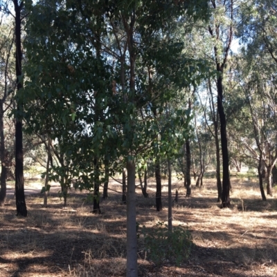 Brachychiton populneus (Kurrajong) at Wodonga - 3 Mar 2021 by Alburyconservationcompany