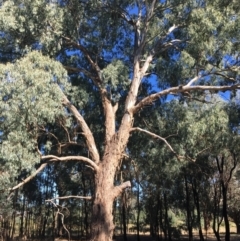 Eucalyptus melliodora (Yellow Box) at Monitoring Site 124 - Road - 4 Mar 2021 by Alburyconservationcompany