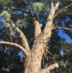 Eucalyptus melliodora at Monitoring Site 124 - Road - 4 Mar 2021