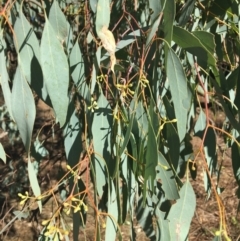 Eucalyptus melliodora at Monitoring Site 124 - Road - 4 Mar 2021