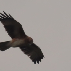 Hieraaetus morphnoides (Little Eagle) at Red Hill, ACT - 22 Feb 2021 by roymcd