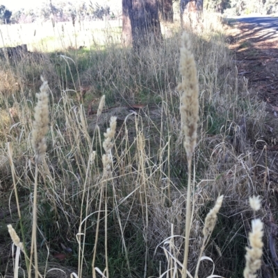Phalaris aquatica (Phalaris, Australian Canary Grass) at Leneva, VIC - 3 Mar 2021 by Alburyconservationcompany