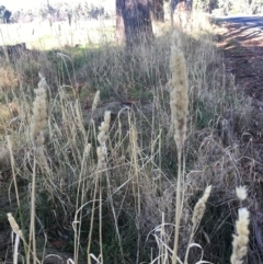 Phalaris aquatica (Phalaris, Australian Canary Grass) at - 3 Mar 2021 by Alburyconservationcompany