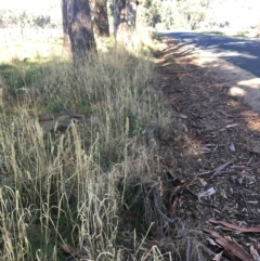 Phalaris aquatica at Monitoring Site 112 - Road - 4 Mar 2021