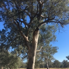 Eucalyptus albens (White Box) at Wodonga - 3 Mar 2021 by Alburyconservationcompany