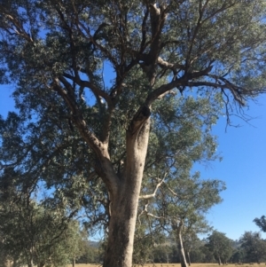 Eucalyptus albens at Baranduda, VIC - 4 Mar 2021 09:40 AM