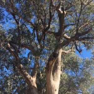 Eucalyptus albens at Baranduda, VIC - 4 Mar 2021 09:40 AM