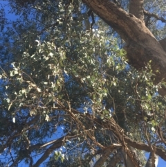 Eucalyptus albens at Baranduda, VIC - 4 Mar 2021 09:40 AM