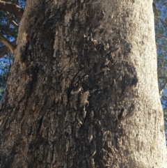 Eucalyptus albens at Baranduda, VIC - 4 Mar 2021 09:40 AM