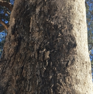 Eucalyptus albens at Baranduda, VIC - 4 Mar 2021