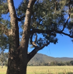 Eucalyptus bridgesiana (Apple Box) at Leneva, VIC - 4 Mar 2021 by Alburyconservationcompany