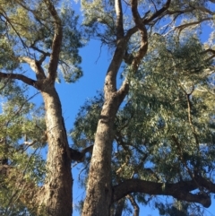Eucalyptus bridgesiana at Leneva, VIC - 4 Mar 2021