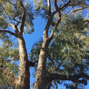 Eucalyptus bridgesiana at Leneva, VIC - 4 Mar 2021