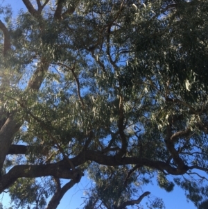 Eucalyptus bridgesiana at Leneva, VIC - 4 Mar 2021 09:52 AM