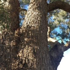 Eucalyptus bridgesiana at Leneva, VIC - 4 Mar 2021 09:52 AM