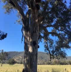 Eucalyptus blakelyi (Blakely's Red Gum) at Leneva, VIC - 4 Mar 2021 by Alburyconservationcompany