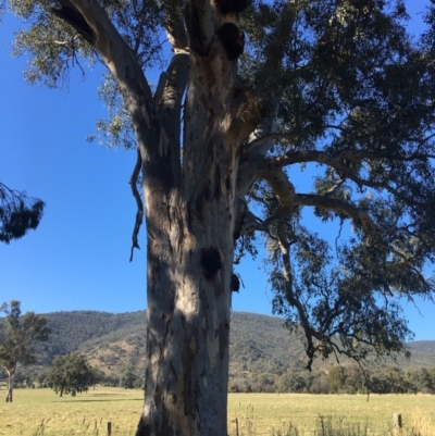 Eucalyptus blakelyi (Blakely's Red Gum) at Leneva, VIC - 4 Mar 2021 by Alburyconservationcompany