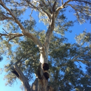 Eucalyptus blakelyi at Wodonga - 4 Mar 2021 09:50 AM