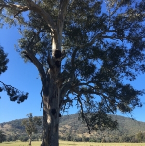 Eucalyptus blakelyi at Leneva, VIC - 4 Mar 2021