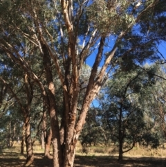 Eucalyptus melliodora (Yellow Box) at Monitoring Site 123 - Revegetation - 4 Mar 2021 by Alburyconservationcompany