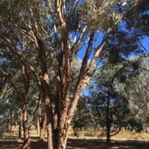 Eucalyptus melliodora at Monitoring Site 123 - Revegetation - 4 Mar 2021 10:42 AM