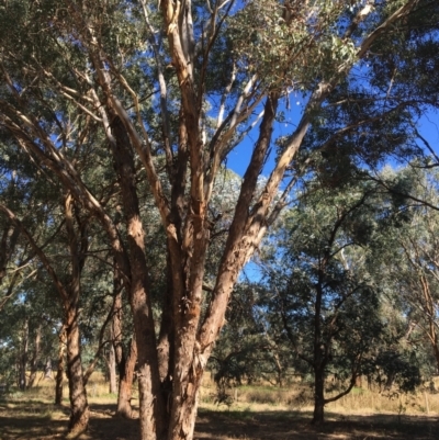 Eucalyptus melliodora (Yellow Box) at Monitoring Site 123 - Revegetation - 4 Mar 2021 by Alburyconservationcompany