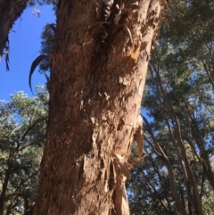 Eucalyptus melliodora at Monitoring Site 123 - Revegetation - 4 Mar 2021 10:42 AM