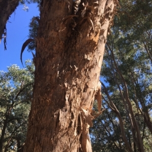 Eucalyptus melliodora at Monitoring Site 123 - Revegetation - 4 Mar 2021