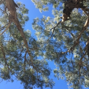 Eucalyptus melliodora at Monitoring Site 123 - Revegetation - 4 Mar 2021