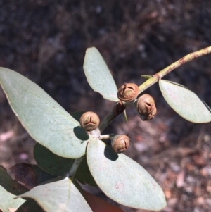 Eucalyptus cinerea at WREN Reserves - 4 Mar 2021 10:47 AM