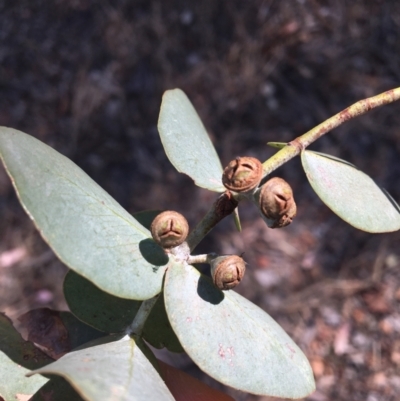 Eucalyptus cinerea (Argyle Apple) at Baranduda, VIC - 3 Mar 2021 by Alburyconservationcompany