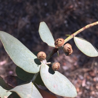 Eucalyptus cinerea (Argyle Apple) at WREN Reserves - 4 Mar 2021 by Alburyconservationcompany