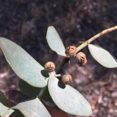 Eucalyptus cinerea (Argyle Apple) at Wodonga - 3 Mar 2021 by Alburyconservationcompany