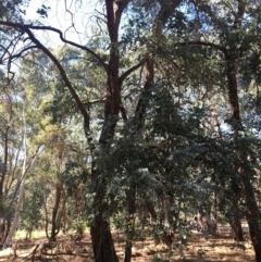 Eucalyptus cinerea at WREN Reserves - 4 Mar 2021