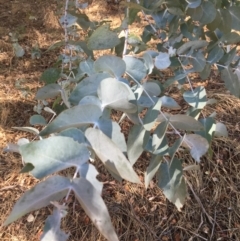 Eucalyptus cinerea at WREN Reserves - 4 Mar 2021