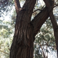 Eucalyptus cinerea at WREN Reserves - 4 Mar 2021 10:47 AM