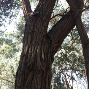 Eucalyptus cinerea at WREN Reserves - 4 Mar 2021 10:47 AM