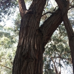 Eucalyptus cinerea at WREN Reserves - 4 Mar 2021