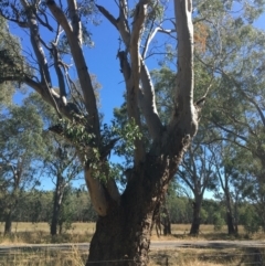 Eucalyptus blakelyi (Blakely's Red Gum) at Baranduda, VIC - 4 Mar 2021 by Alburyconservationcompany