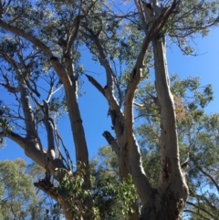 Eucalyptus blakelyi at Baranduda, VIC - 4 Mar 2021 10:55 AM