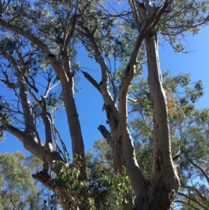 Eucalyptus blakelyi at Baranduda, VIC - 4 Mar 2021
