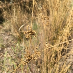 Juncus sp. (A Rush) at Wodonga - 3 Mar 2021 by Alburyconservationcompany