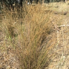 Juncus sp. at Monitoring Site 123 - Revegetation - 4 Mar 2021 10:58 AM