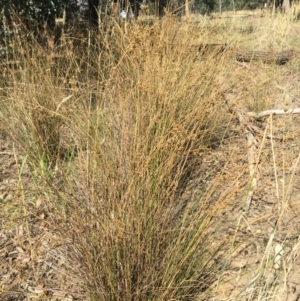 Juncus sp. at Undefined Area - 4 Mar 2021 10:58 AM